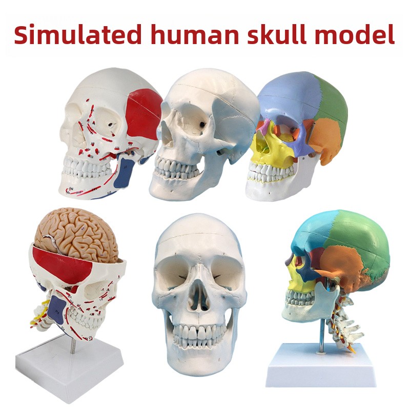 成人一对一医用人造颅骨模型医学艺术素描可移动解剖颅骨