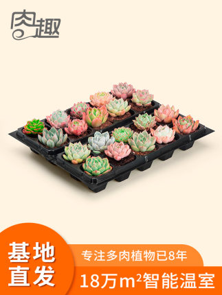 百货50条，全部是实用的玩意儿（ 06.11）