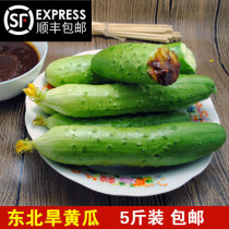 Northeast specialty fresh drought cucumber cucumber farm produce is now picking fruits and vegetables cui huang gua 5 catties