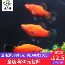 Fish City Black Tail Mitch Moon Light Mickey Fish Moon Light Marifish Black Tail Red Moon Light Tropical Ornamental Fish Living