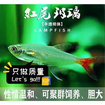 Red-tailed glass flag lamp fish Small tropical ornamental fish grass tank boutique mixed group swimming fish Zebrafish live
