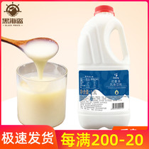 Dunhuang original yogurt multi-concentrated lactic acid bacteria yogurt yogurt probiotic bacteria multi-drink milk tea shop special 1 5L