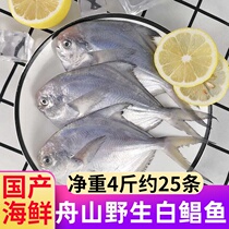 Whole box of Zhoushan small Pomfret 5kg fresh fresh frozen white Pomfret silver pomfret fish East China Sea Catch Seafood Wholesale