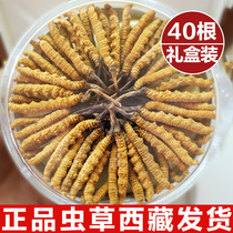 Cordyceps Flagship store Cordyceps Dry goods 4 1g Cordyceps gift gift 10g gift box