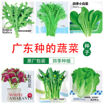 Cantonese seed seed species heat-resistant autumn coriander spinach pea seed Four Seasons green vegetable seed seed scallion seed
