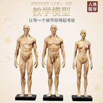 Human muscle model skeletal painting Reference Label Edition Anatomy of Fine Arts Sculpture Human Body Model