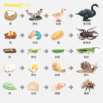Child Emulation Animal Model Growth Process Life Cycle Coeducation Toy Turtle Snail Chicken Duck Fish Worm Bee