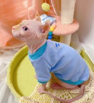 Cream is only hairy cat spring summer Svenx Devon Pets common clothes collage pure cotton elastic