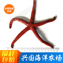 Large Red Sea Star Red Finger SeaStar Living Sea Star Marine Fish Fish Tank Pet Live Fish Ornamental Algal Blooms