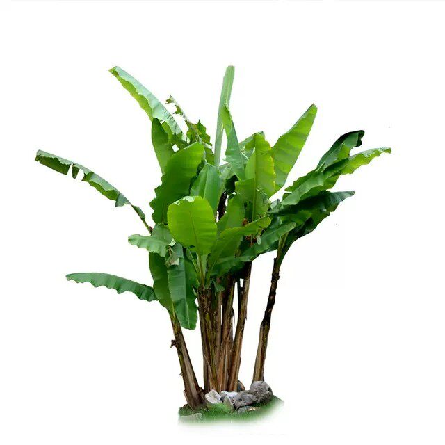 大福绿植的LOGO