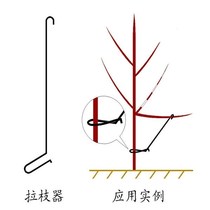 Apple tree pull branch fruit tree pull device open angle device tone pull branch device planting industry