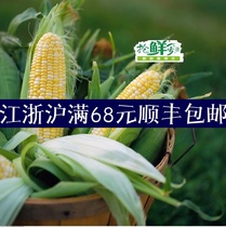 Fresh Corn Stick Farmyard Sweet Corn One 450g with leather stick Zijiang Zhejiang Shanghai Rens full 5 pieces