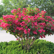 Red Prince Brocade with flower seedlings Garden balcony potted flower plants Year flowering Park Villa green plants