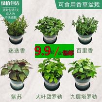 Edible vanilla green plant potted basil perilla mint rosemary thyme potted flowers with pot delivery