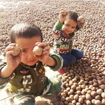 Sihong hand-peeled raw walnuts 2500g Xinjiang specialty thin shell paper skin large walnuts pregnant women and children nut snacks