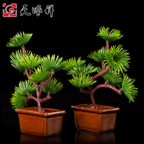 Ancient pine bonsai burial goods Cemetery burial burial burial funeral pine trees a pair of funeral funeral supplies