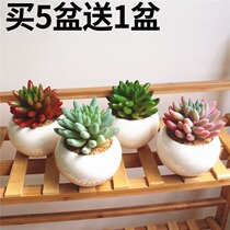 Nordic fake flower succulent plant potted fake fleshy home shop green plant ornaments plastic decorative flower bonsai