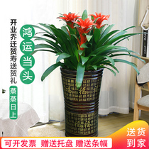 Lucky red palm Bird of paradise Living room Office Large green plant potted plant Opening housewarming lucky flowers