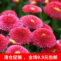 Indoor potted balcony planting flower fairy seed daisy flower grass garden seed also balcony seed pot