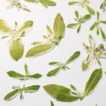 Chamomile evergreen vine leaf rose leaf torch leaf silver edge Trifoliage embossed dry flower leaf specimen diy handmade material