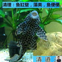 Scavenger shit-eating fish Small tropical fish Algae removal garbage fish Cold water fish tank cleaner shit-eating ornamental fish