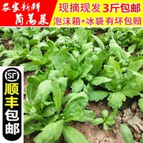 Farmers grow large-leaf chrysanthemum chrysanthemum open artemisinin fresh vegetables