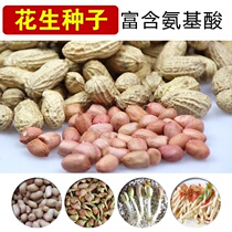 Peanut seeds peanut buds selenium-rich black peanut sprouts seeds soilless culture substrate large-grain horticultural perlite