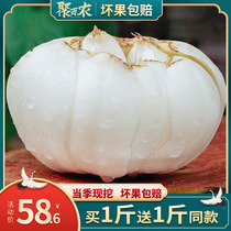 500g Emperor Lanzhou fresh sweet Lily Gansu specialty non-dry special white lotus seed edible new digging