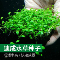 Cool climbing fish tank aquatic plant seeds Aquarium grass tank landscaping lazy real aquatic plant seeds pair of leaves cow hair aquatic plant