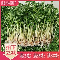 White radish Seedling Seed Luobuzi white stalk white stalk radish sprouts seedling seeds soilless hydroponic balcony sprouts