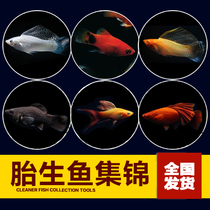 Baby-born fish living peacock gold and silver black marigold silver and silver marionnishes with tropical ornamental fish living