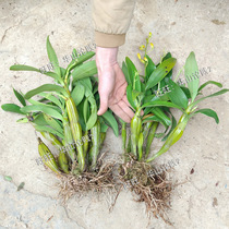 Dendrobium seedlings Dendrobium green plant flowers long green Dendrobium dawnum 500g