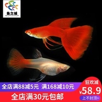 Guppies guppies live American all red ribbon guppies Guppy live ribbon guppies guppies Big c ribbon