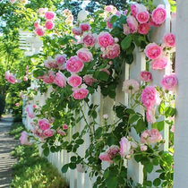 Aumonth Fry Season Flowers Vines Flowers Vines Small Eden Garden Monsoon Season Flowers Vines Small Ymoon Season Fry Climb Vines Multiflower Rosewood Fry.