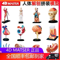 4D MASTER Human ORGAN ANATOMY ASSEMBLY model BRAIN INTERNAL ORGANS musculoskeletal MEDICAL teaching DIY toy
