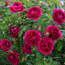 Austin Vine Rose William Shakespeare 2000 big flower strong rose flower seedling potted garden plant