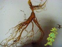 Fresh ginseng Northeast specialty Changbai Mountain fresh ginseng mountain ginseng water ginseng Moving mountain ginseng Soaking wine soup soil ginseng 10-15 years