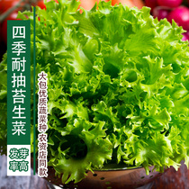 Lettuce seeds purple leaf lettuce balcony Four Seasons potted green seed garden vegetable seed four seasons spring vegetable seed