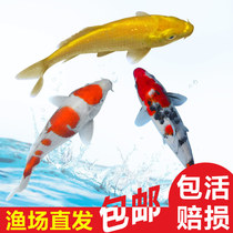 Koi live fish Ornamental fish Live freshwater fish Cold water fish Easy-to-live small fry Feng Shui fish Purebred Koi fish package