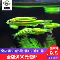 Fish City] Blue apple zebra fish 24K gold fluorescent yellow purple blue zebra fish gene fish living