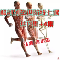 Zheng Da Fascial Chain online class Anatomy Train Advanced course-Zheng Da Anatomy