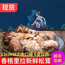 2021 Fresh Matsutake mushroom Wild Matsutake mushroom Yunnan Baiwei Shangri-La Export grade 13cm above 500g