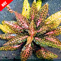 Yellow bottom tiger striped pretzels Tiger pretzels Tiger pretzels Foreground Grass Underwater leaf Water in the middle of the foreground