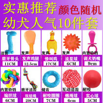 Pet dog dog toy cat supplies resistant to biting molars and boring puppies screaming chicken puppy Teddy toy ball