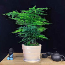 Wenzhu seedlings are easy to feed potted plants that do not require sunlight suitable for green plants in living rooms