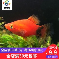 Viviparous fish Viviparous fish Live Millet Qi fish Mickey Mary fish Viviparous fish Rice Qi fish with ornamental fish live