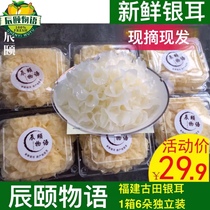 Chenyi Story Fujian Gutian fresh silver fungus Deep mountain fresh fresh white fungus Snow fungus 4 560g 6*780g