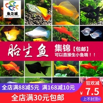 Viviparous fish live guppies gold and silver black Mary gold silver ball Mary guppies viviparous tropical ornamental fish live
