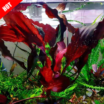 Import ADA Red Roll Wave Crown Rare Red Water Grass Fish Tank Made View Rear View Grass Large Grass Water Leaves