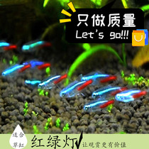 Traffic light Tropical fish Small lamp fish Live ornamental Fish Pauline lamp Zebra Freshwater Guppy boutique group tour